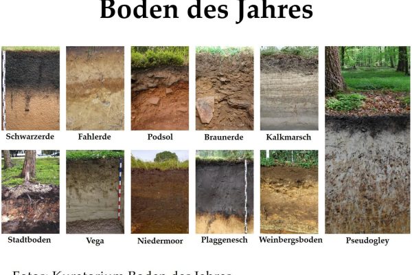 Blog-02.2-Pseudogley-as-soil-of-the-year.jpg